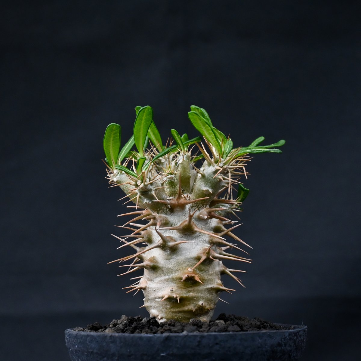188 Pachypodium ambongenseパキポディウムアンボンゲンセ パキポディウム アンボンゲンセ 001【開花実績あり