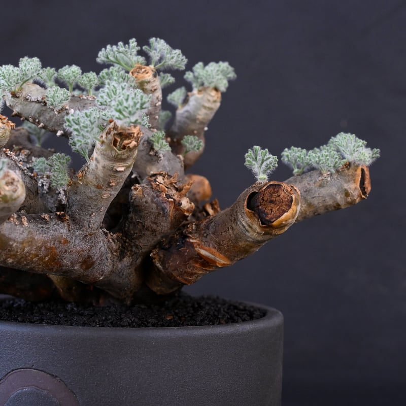 Premium Line】 Monsonia multifida (Sarcocaulon Premium Line】 Monsonia multifida (Sarcocaulon