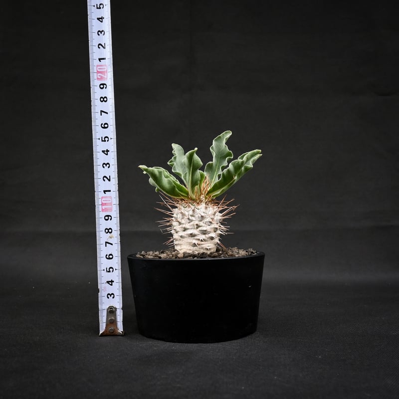 Pachypodium namaquanum / パキポディウム ナマクアナム 【実生】 |