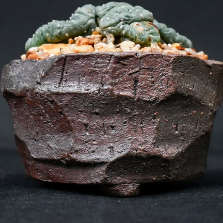 Lophophora williamsii / ロフォフォラ ウィリアムシー 鳥羽玉 【実生】