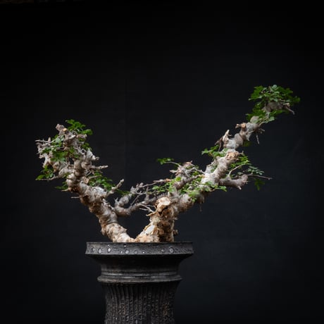 【Premium Line】 Commiphora sp. somalia " Eyl " / コミフォラ エイル 【発根済】 + 【小野瀬 一】