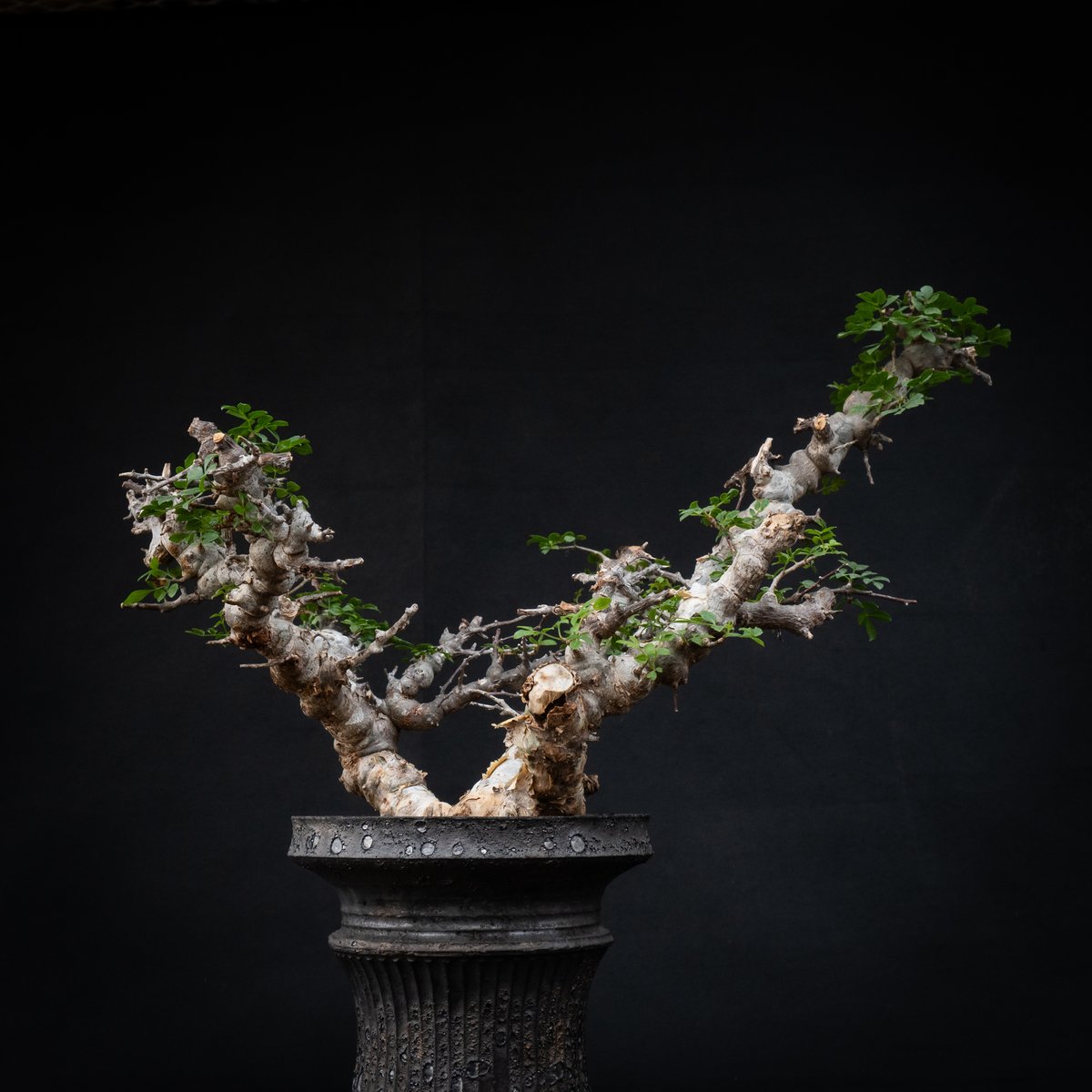 Premium Line】 Commiphora sp. somalia 