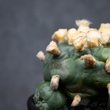 Lophophora diffusa / ロフォフォラ ディフューサ 翠冠玉