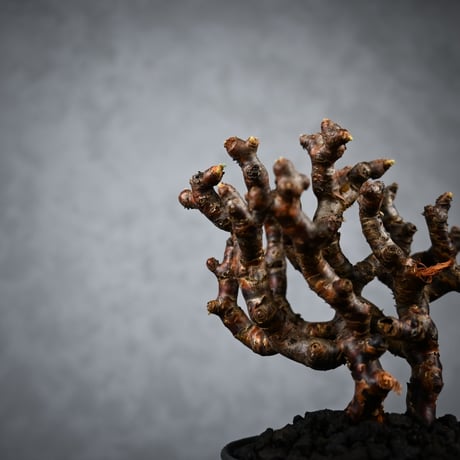 Pelargonium mirabile / ペラルゴニウム ミラビレ 【枝挿】【微発根】+ 信楽焼