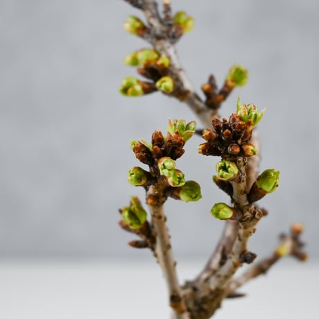 【桜盆栽】 Cerasus serrulata 'Asahiyama' / サクラ '旭山' (朝日山) / アサヒヤマ + 信楽焼