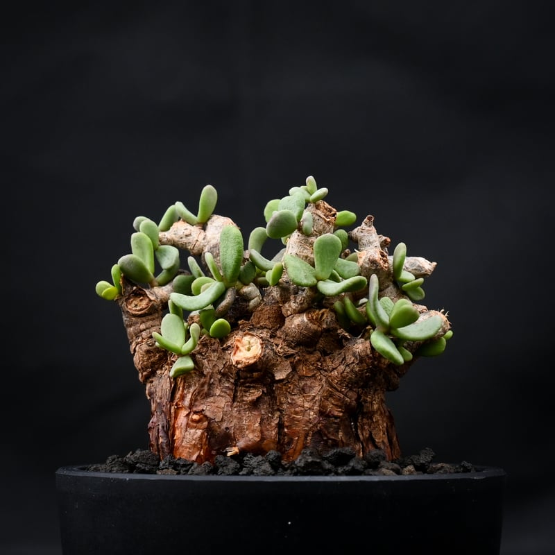 Ceraria pygmaea / ケラリア ピグマエア 【発根済】 [雌雄未判別 Ceraria pygmaea / ケラリア ピグマエア 【発根済】 [雌雄未判別