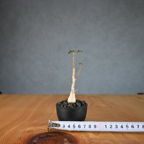 Boswellia nana / ボスウェリア ナナ 【発根済】