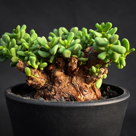 Ceraria pygmaea / ケラリア ピグマエア 【発根済】【雌雄未判別】