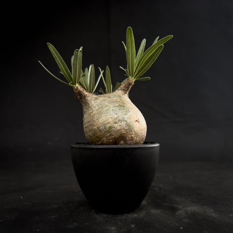 Pachypodium rosulatum var. gracilius / パキポディウム グラキリス 【微発根】