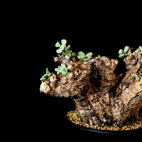 Ceraria pygmaea / ケラリア ピグマエア (微発根) [雌雄未判別]
