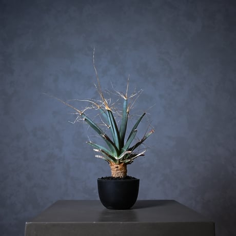 Leuchtenbergia principis / レウクテンゲルギア プリンキピス 晃山【実生】