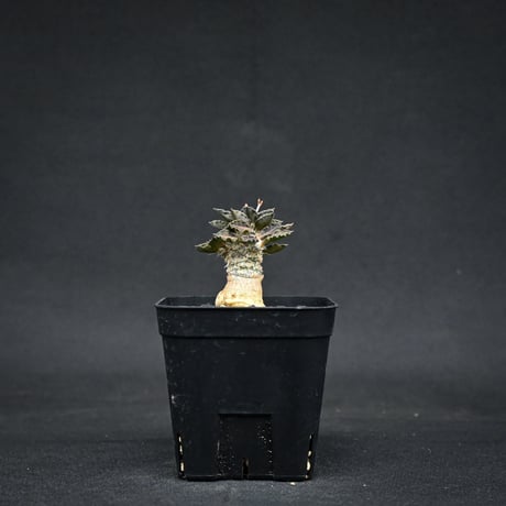 Euphorbia tulearensis / ユーフォルビア トゥレアレンシス 【実生】