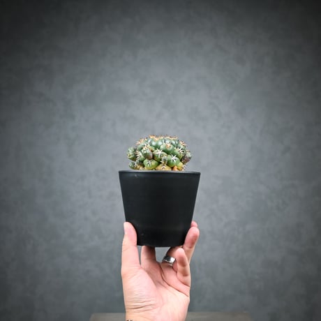 Coryphantha elephantidens / コリファンタ 短刺象牙丸 仔吹き
