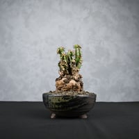 Euphorbia mlanjeana / ユーフォルビア ムランジーナ 【発根済】