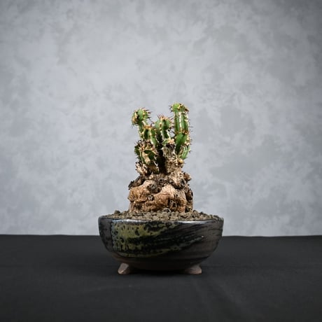 Euphorbia mlanjeana / ユーフォルビア ムランジーナ 【発根済】