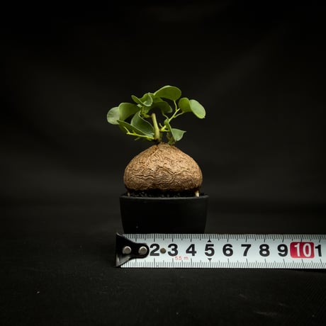 Dioscorea elephantipes / ディオスコレア エレファンティペス【 アフリカ 亀甲竜 】