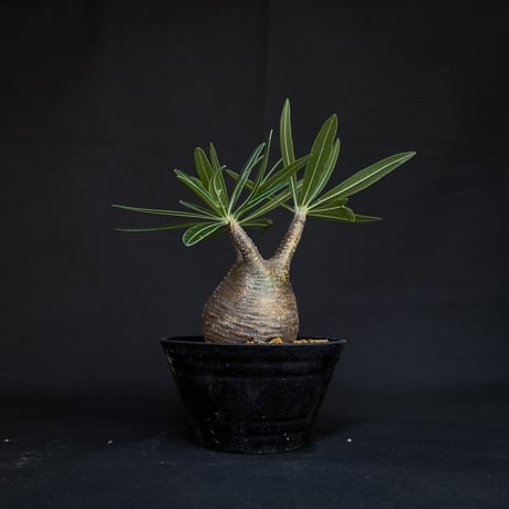 Pachypodium rosulatum var. gracilius / パキポディウム グラキリス 【発根済】