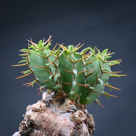 Euphorbia mlanjeana / ユーフォルビア ムランジーナ 【発根済】