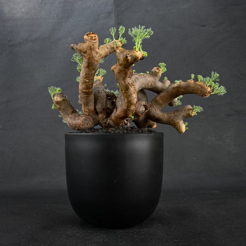 Monsonia multifida (Sarcocaulon multifidum) /