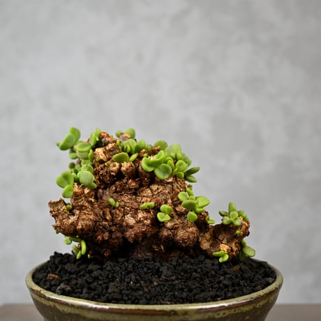 Ceraria pygmaea / ケラリア ピグマエア 【微発根】+ 信楽焼