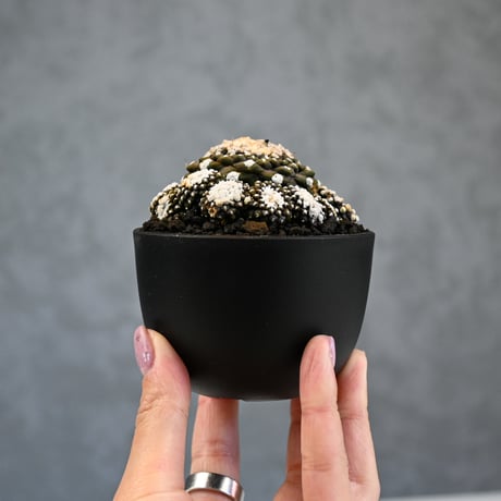 Copiapoa tenuissima / コピアポア テヌイシマ 【実生】