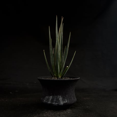 【Premium Line】Dracaena cinnabari / ドラセナ シナバリ 【発根済】+ 黒鉄【KUROGANE】