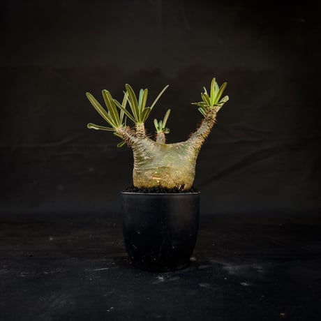 Pachypodium rosulatum var. gracilius / パキポディウム グラキリス 【微発根】