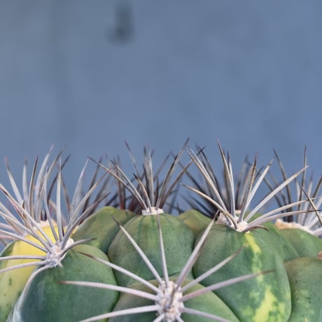 Gymnocalycium saglione variegated / ギムノカリキウム 新天地 錦 【実生】