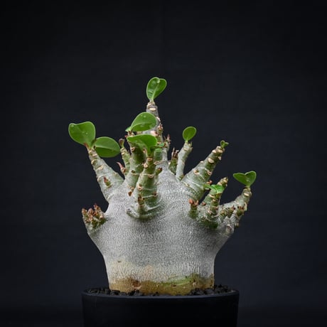 Adenium arabicum super dwarf / アデニウム アラビカム スーパードワーフ【微発根】