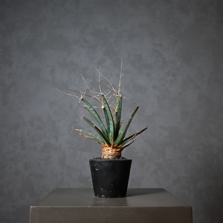 Leuchtenbergia principis / レウクテンベルギア プリンキピス 晃山【実生】