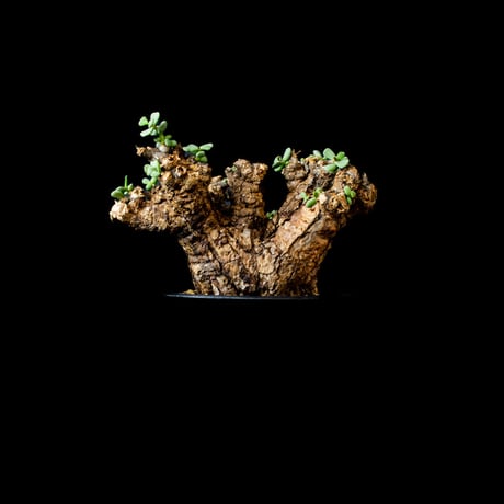 Ceraria pygmaea / ケラリア ピグマエア (微発根) [雌雄未判別]