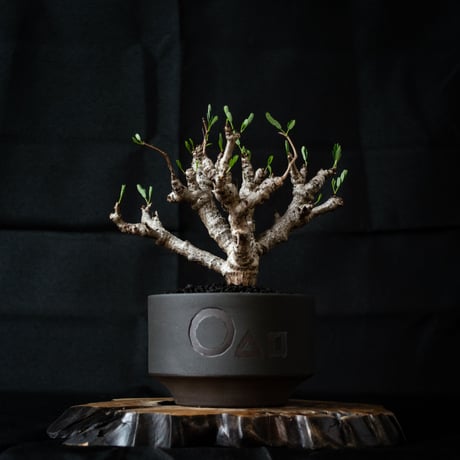 【QUTOTEN. コラボ商品】Senna meridionalis / センナ メリディオナリス 【発根済】 + 利休 -RIKYU-