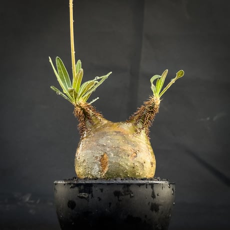 【選抜】 Pachypodium rosulatum var. gracilius / パキポディウム グラキリス 【微発根】