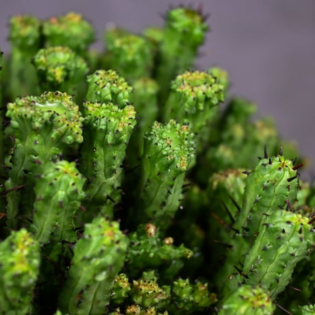 Euphorbia enopla f. monstrosa cristata / ユーフォルビア エノプラ 石化 綴化【実生】 + 信楽焼