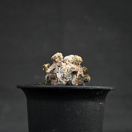 Astrophytum myriostigma f. monstrosa / アストロフィツム 子吹き鸞鳳玉 石化 (モンストローサ) (ランポー)【カキ仔】【自根】