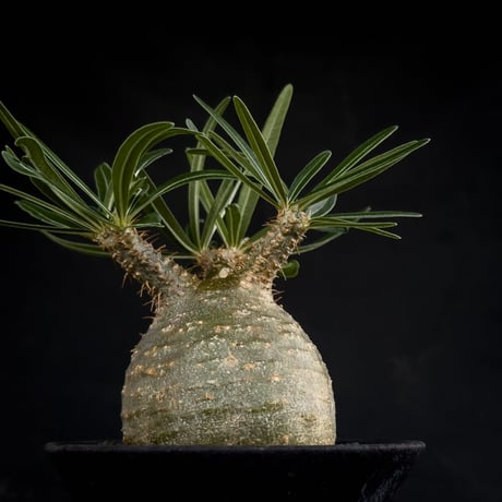 【Premium Line】 Pachypodium rosulatum var. gracilius / パキポディウム グラキリス 【微発根】+ 黒鉄【KUROGANE】