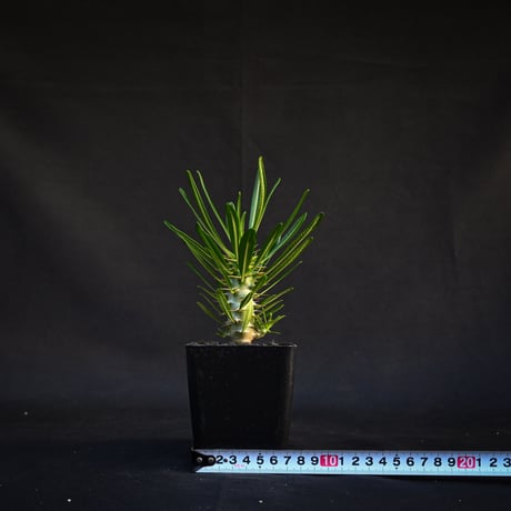 Pachypodium ambongense / パキポディウム アンボンゲンセ 【実生】