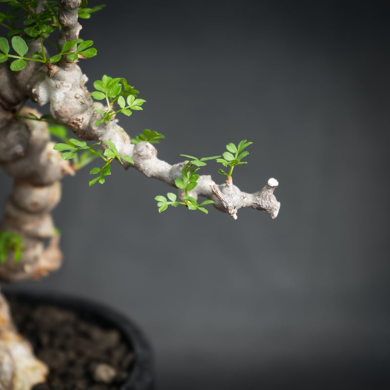 Commiphora sp. somalia eyl / コミフォラ エイル (微発根) | Commiphora sp. somalia eyl / コミフォラ エイル (微発根) |