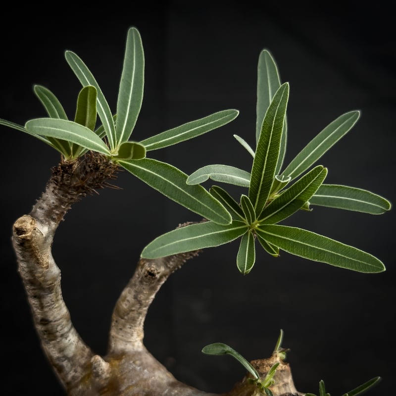 その他 MEDICOM TOY - Pachypodium rosulatum var. gracilius その他 MEDICOM TOY - Pachypodium rosulatum var. gracilius