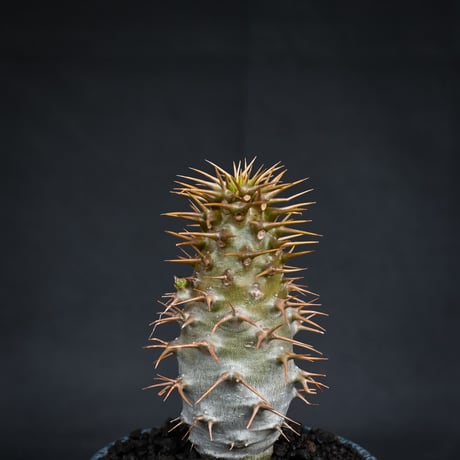 【Premium Line】 Pachypodium ambongense / パキポディウム アンボンゲンセ 【微発根】 + 円 -MADOKA- 蒼鱗 凹 【QUTOTEN.】