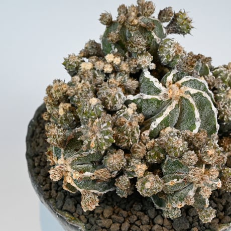 Astrophytum myriostigma f. monstrosa / アストロフィツム 子吹き鸞鳳玉 石化 (モンストローサ) (ランポー)【実生】 + 信楽焼