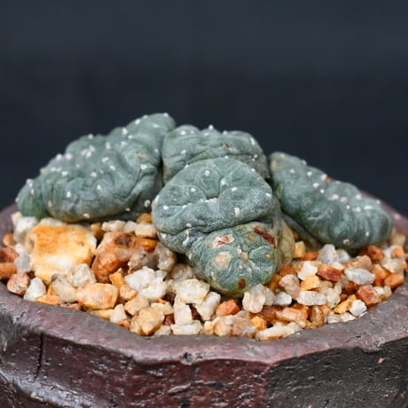 Lophophora williamsii / ロフォフォラ ウィリアムシー 鳥羽玉 【実生】