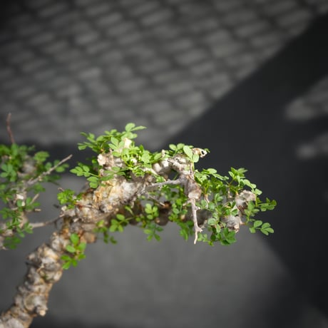 Commiphora sp. somalia eyl / コミフォラ エイル (微発根)