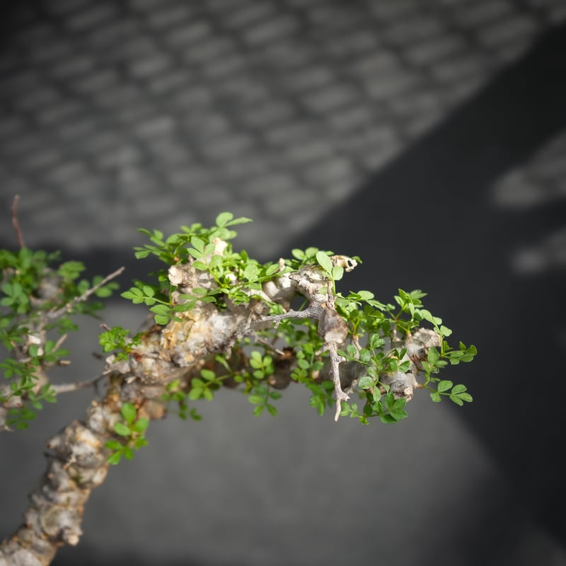 Commiphora sp. somalia eyl / コミフォラ エイル (微発根) |