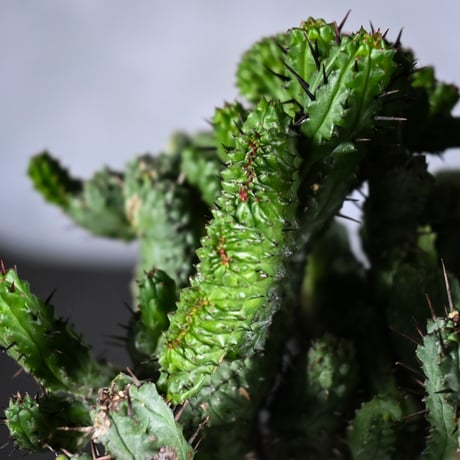 Euphorbia enopla f. monstruosa  / ユーフォルビア エノプラ 綴化 【実生】 + 信楽焼