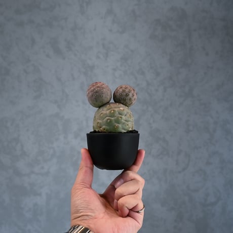 Tephrocactus geometricus / テフロカクタス ゲオメトリクス 大玉 【自根】