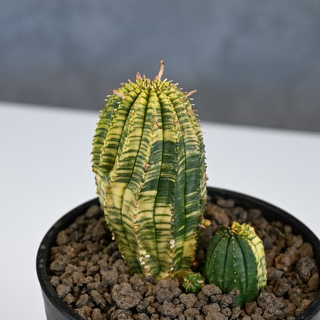 Euphorbia obesa hyb ’ Bonten ’ variegated / ユーフォルビア オベサ 丹天 錦 斑入り 【発根済】