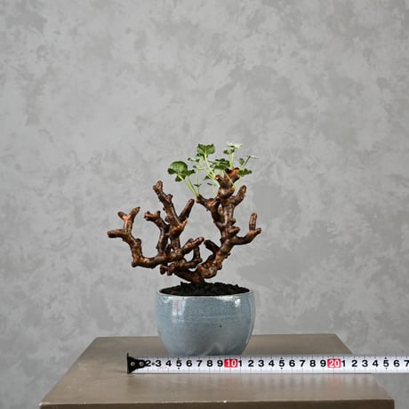 Pelargonium mirabile / ペラルゴニウム ミラビレ 【枝挿】 + 信楽焼
