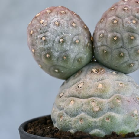 Tephrocactus geometricus / テフロカクタス ゲオメトリクス 大玉 【自根】