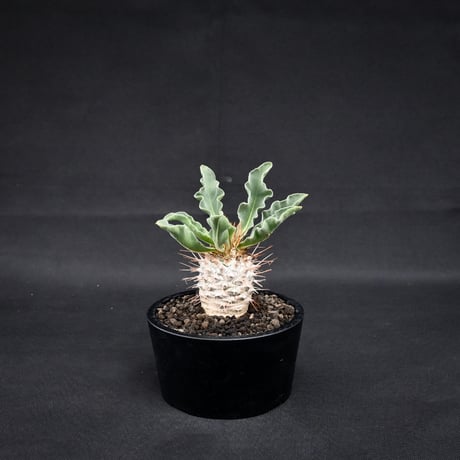 Pachypodium namaquanum / パキポディウム ナマクアナム 【実生】